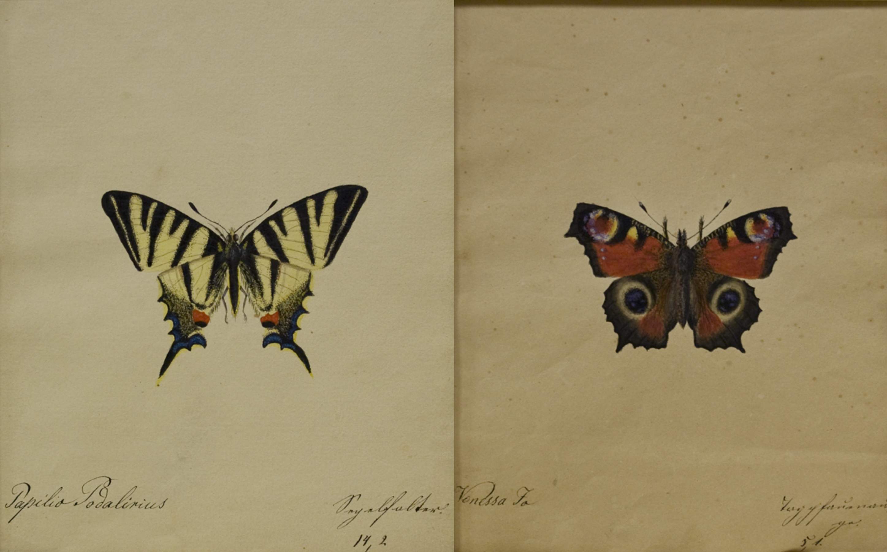18th Century Studies of Butterflies, Papilio Todalirius and Vonessa Fa