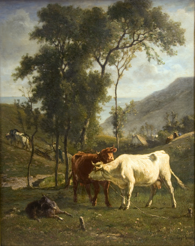 Cows Grazing in a Pasture